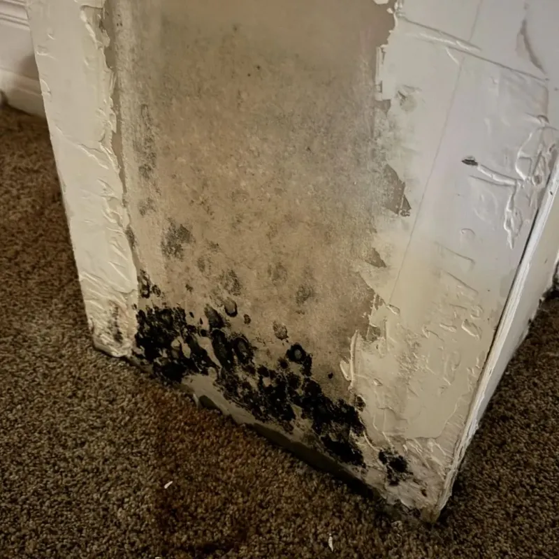 Professional Mold Removal in Millcreek, UT